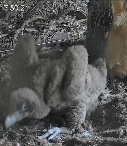 Screenshot_2024-03-31-17-50-37-579_com.android.chrome