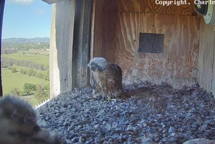 Screenshot_20241107_232648_Chrome