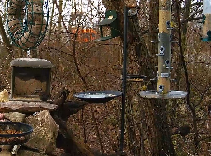 Amseln und Erlenz 14.01.24