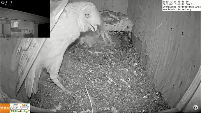 barnowl1
