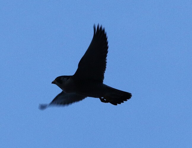Falco Abendrundflug