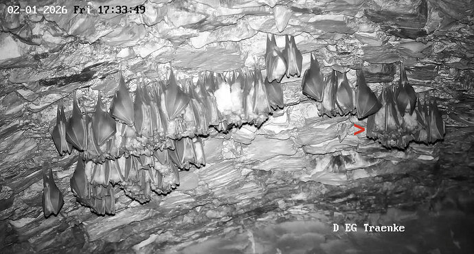 2026-01-02 ab 17.00_1 ungeeigneter Hangplatz, Hufi rutscht weg