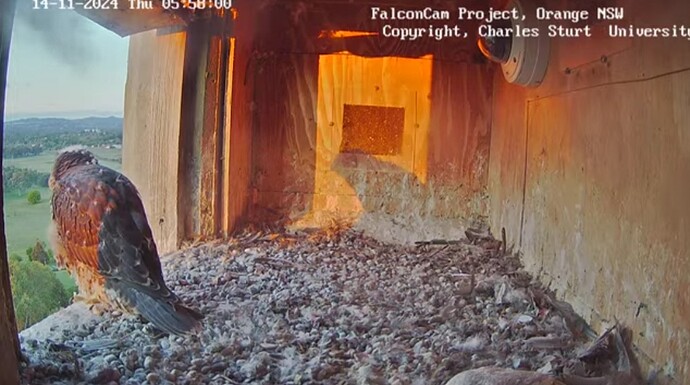 Screenshot_20241113_195817_Chrome