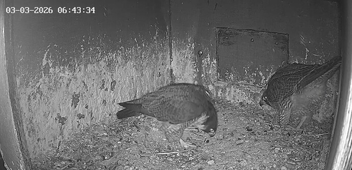 Screenshot_20260303_063711_Chrome