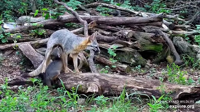 txfx_230605_fx_mum_cub