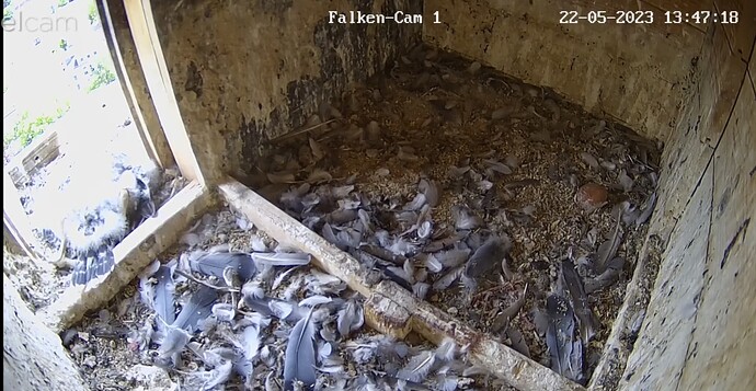 Screenshot_20230522_134740_Chrome