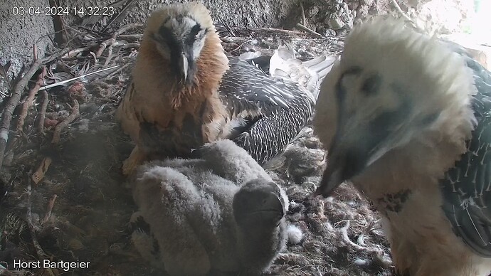 SnapShot-20240403_143230