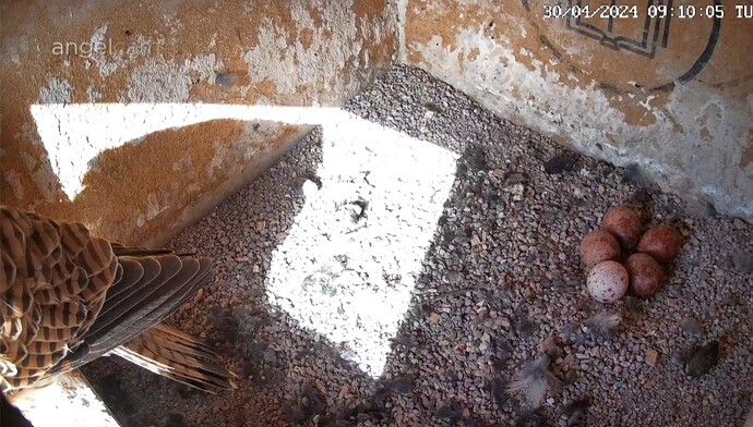 Screenshot_20240430_091025_Chrome