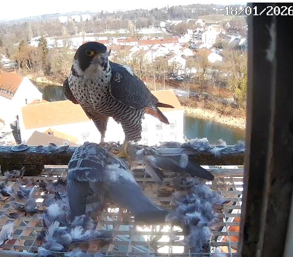 Screenshot_2026-01-18-11-12-31-458_com.android.chrome