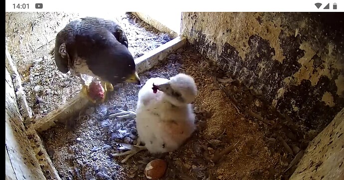 Screenshot_20230512-140104~2