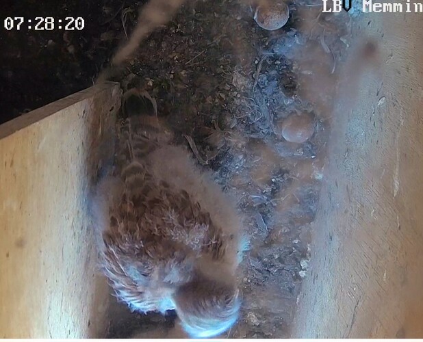 Screenshot_20240806_073206_Chrome