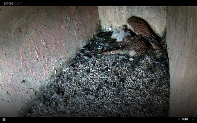 Screenshot_20240616-092107_Chrome