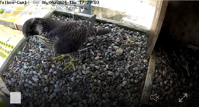 Screenshot_20240606_172720_Chrome