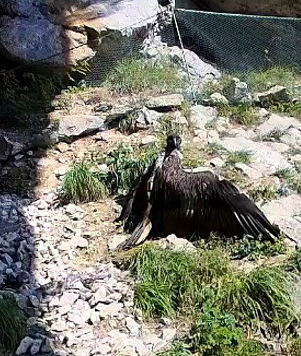 Screenshot_20250613-095946_Chrome