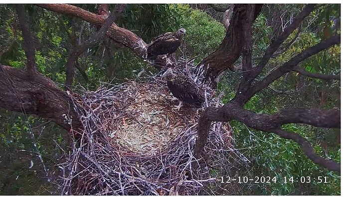 Screenshot 2024-10-12 102827