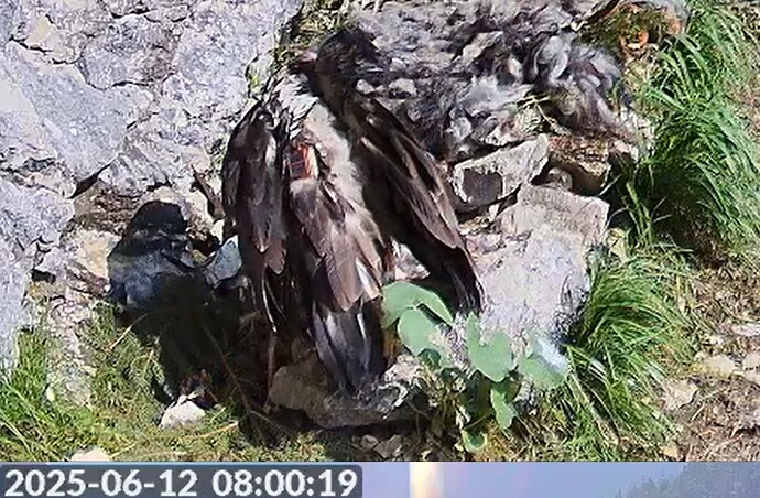 Luisa`s Morgenputz 12.06.25