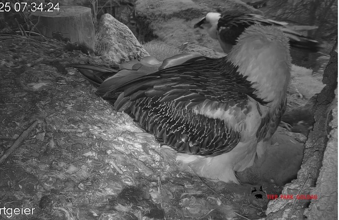 Screenshot_20250331_073534_Chrome