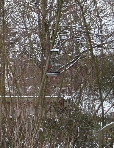 2024_01160007 Specht