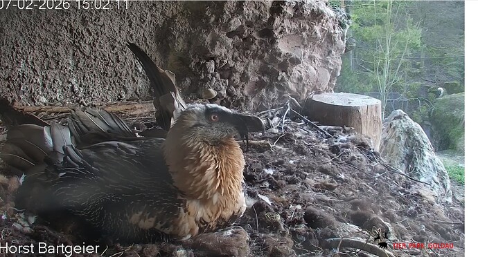 Hans bei der Gefiederpflege 07.02.26