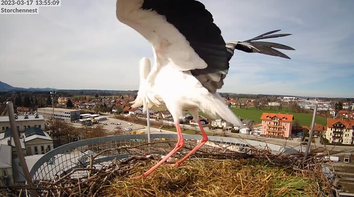 2023-03-17 14_05_20-LIVE Storchennest Freilassing - YouTube und 4 weitere Seiten - Persönlich – Micr