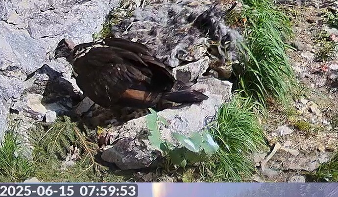 G. hat Hunger 15.06.25