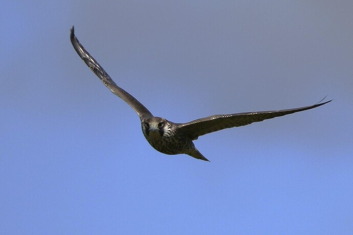 Baumfalke 1a