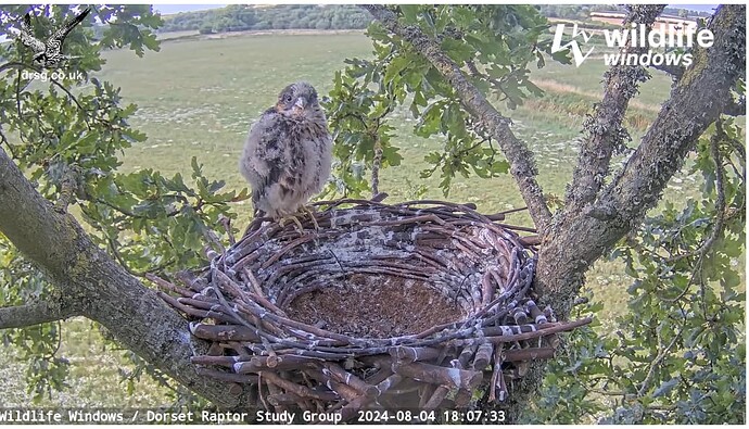 Screenshot 2024-08-04 192719