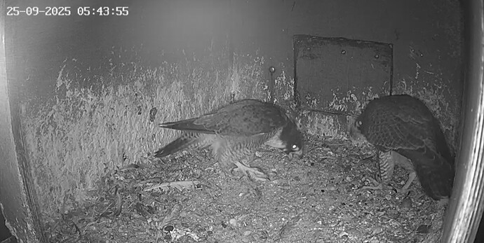 Screenshot_20250925_063822_Chrome