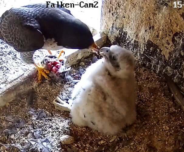 Screenshot_20230515-053428-01