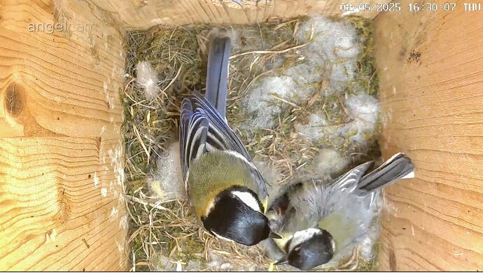 Screenshot_2025-05-08-16-30-27-423_com.android.chrome