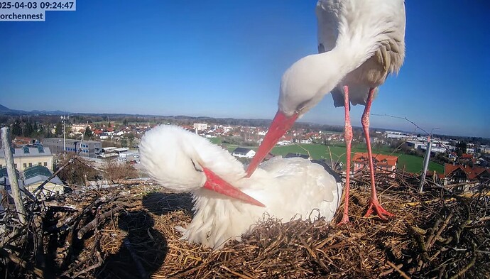 Screenshot_2025-04-03-10-00-28-573_com.google.android.youtube