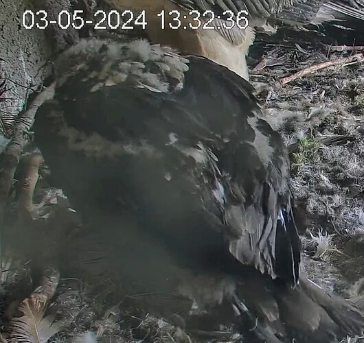 Screenshot_2024-05-03-13-33-36-955_com.android.chrome