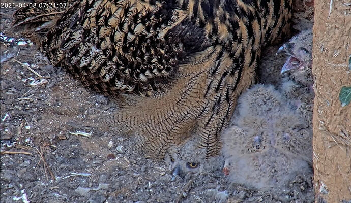 Screenshot_20260408_072200_YouTube