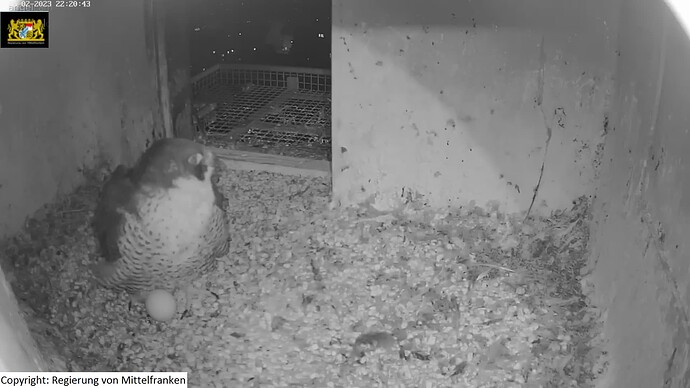 wfn_230226_1egg