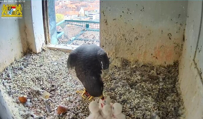 Screenshot_20230408-164411_Samsung Internet