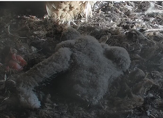 ausgestreckter Flügel 01.04.24