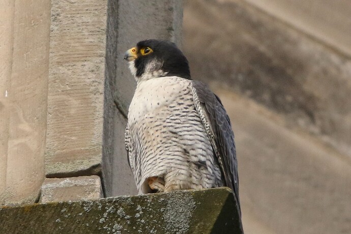 Falco am Abend 2