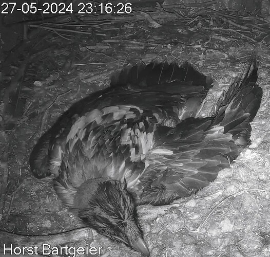 Screenshot_2024-05-27-23-17-34-847_com.android.chrome