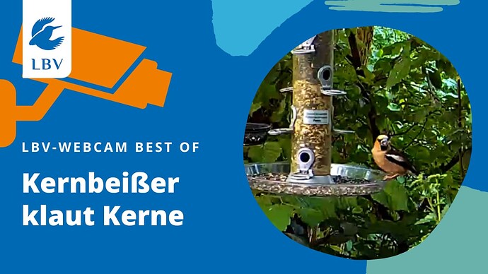 Kernbeißer klaut Kerne_Thumbnail