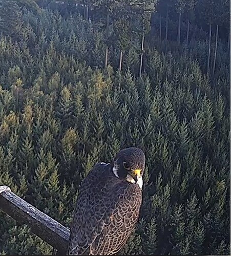 Screenshot_20230914_183853_Chrome