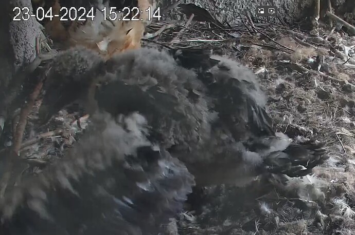 Flügel strecken 23.04.24