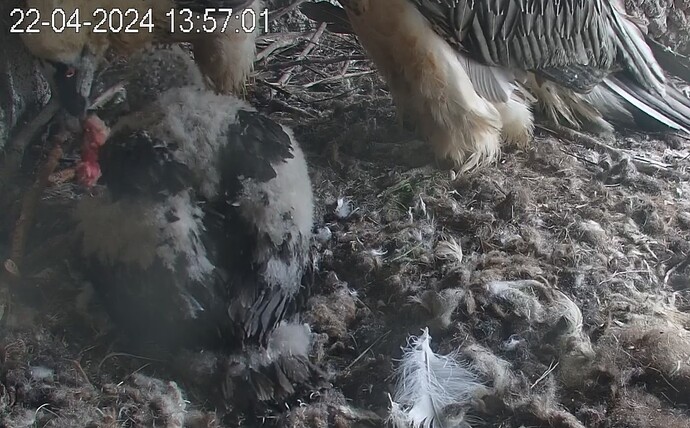 Hans dominiert 22.04.24