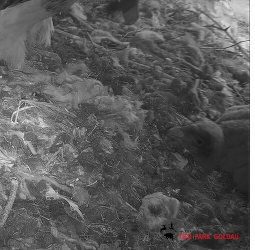 Bartili im neuen Zuhause 28.03.24