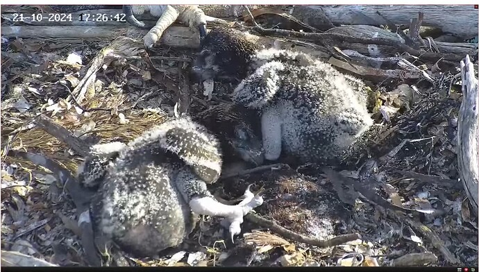 Screenshot 2024-10-21 180557