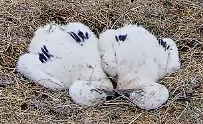 Screenshot_2025-06-27-17-50-24-950_com.google.android.youtube