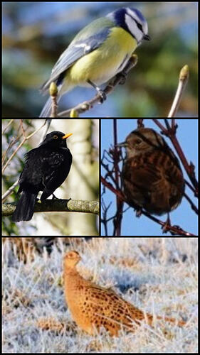 20260313_121511-COLLAGE