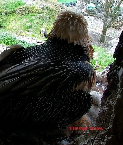 Screenshot_20250331-123756_Chrome