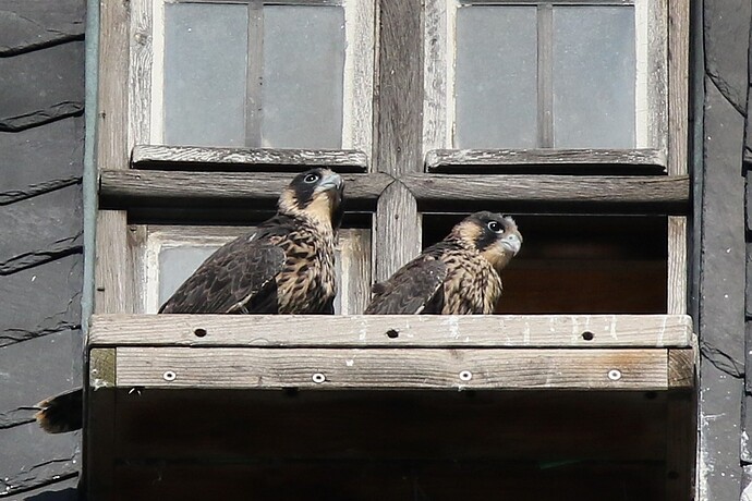 Jungfalken morgens 2