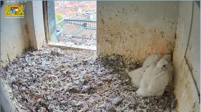 Snap_2023.04.20_13h12m36s_021_