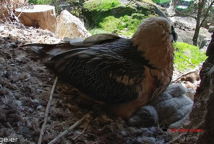 Screenshot_20250401_140548_Chrome